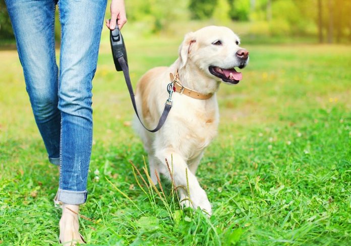 Golden Retriever Training