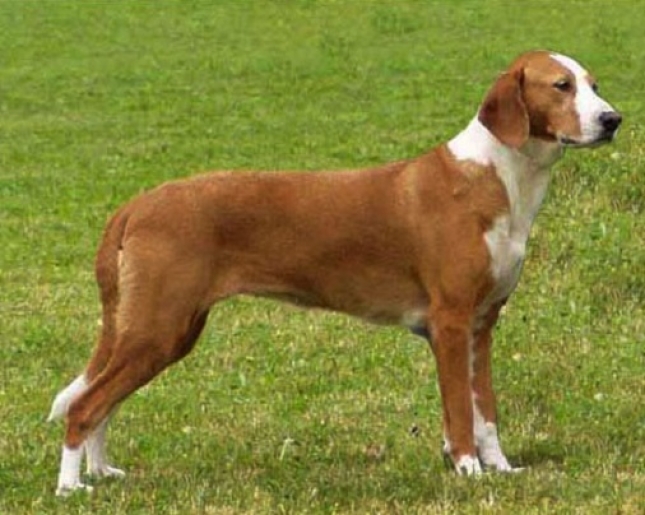 Posavski Gonič Hunting Dog Breeds