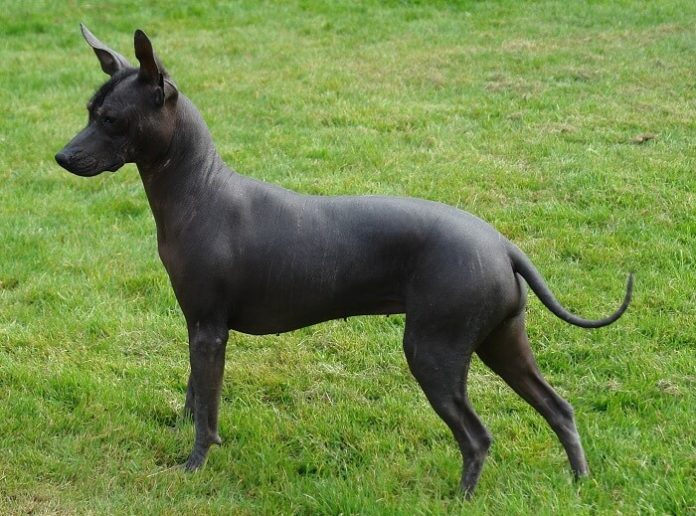 xoloitzcuintli