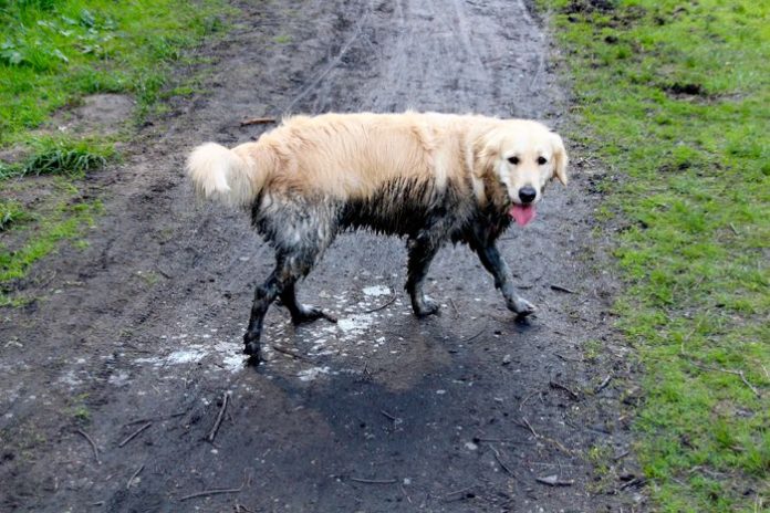 cleaning dog