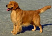 All About Golden Retriever Golden Retriever