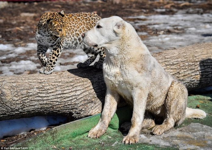 leopard dog