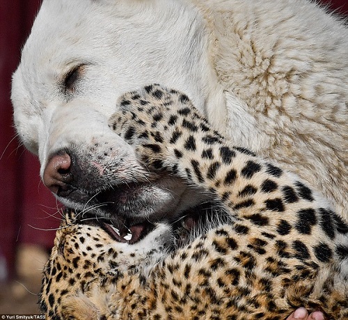 leopard dog