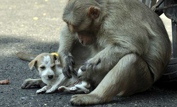 monkey care puppy