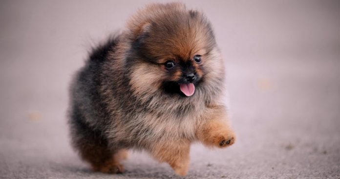 pomeranian