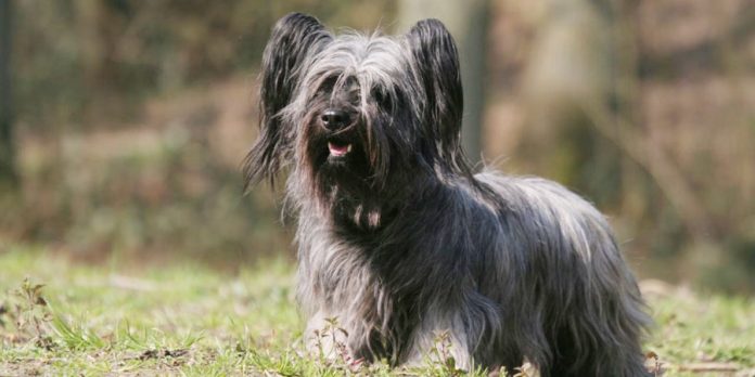 skye terrier