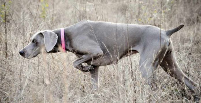 Weimaraner