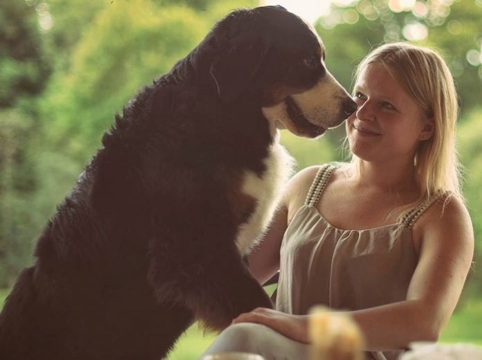 Bernese Mountain Dog