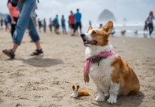 Corgi Beach Party this weekend…And you are all invited !!!