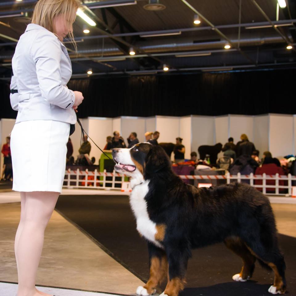 Bernese Mountain Dog