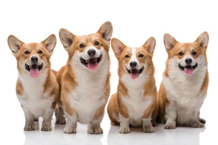 corgis