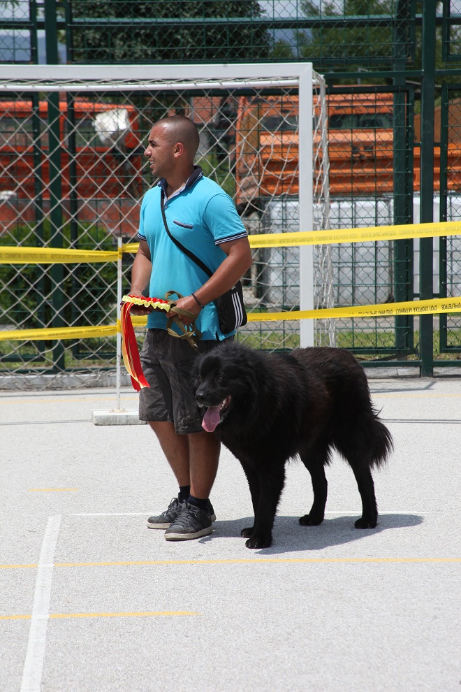 Karaman The Mythical Dog of Macedonia