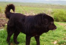 Karaman – The Mythical Dog of Macedonia karaman