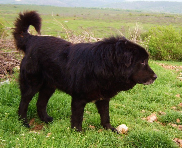 Karaman dog