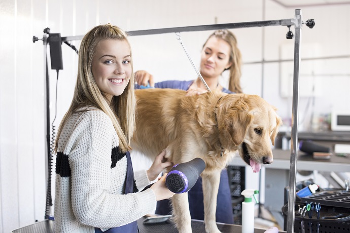 pet grooming