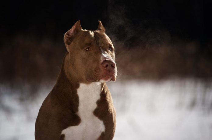 Pit Bull