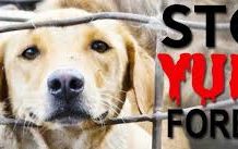 Is Yulin Dog Meat Festival going to stop soon !?