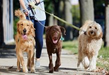 If You Wanna Your Dog be a Champion This is The Right Way How To Walk dog walking