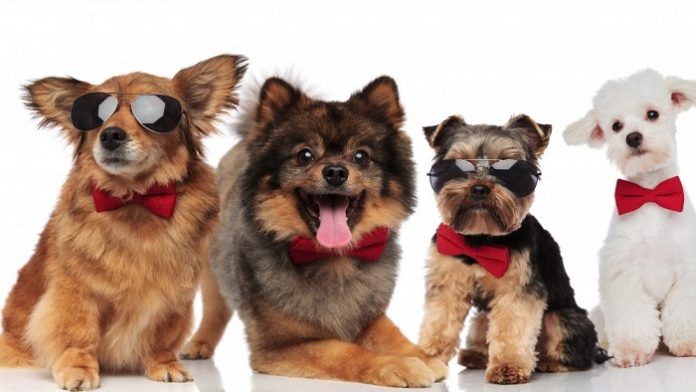 dog names