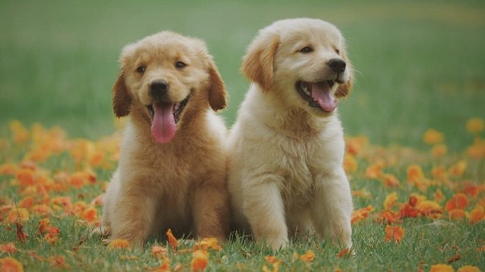 Golden Retriever