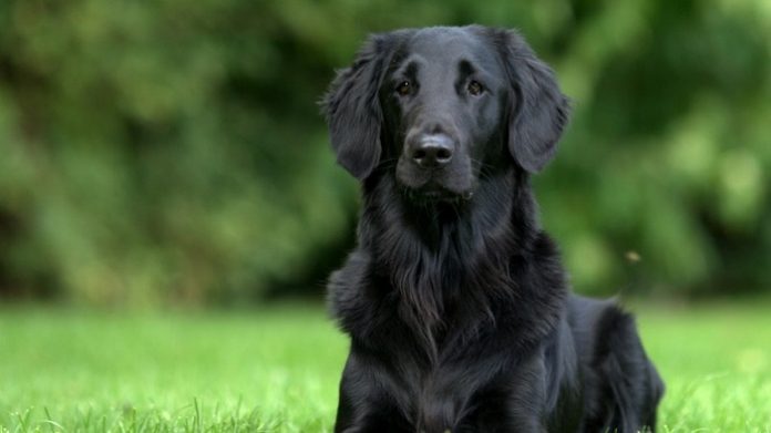 Black Golden Retriever