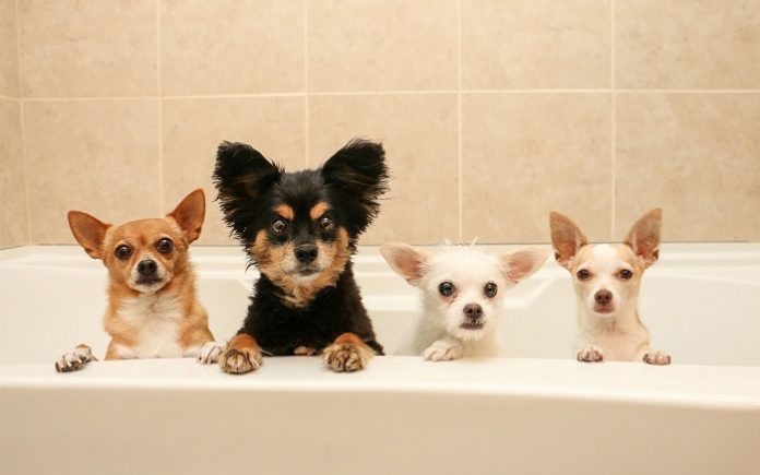 dog toilet