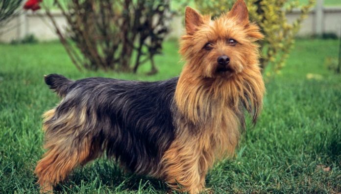 australian terrier