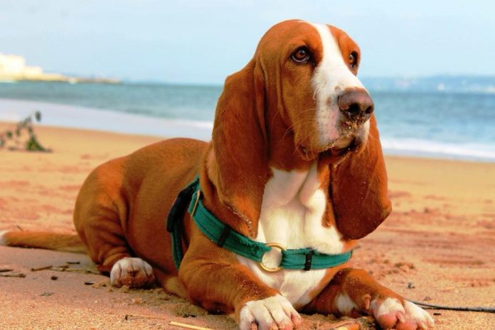 Basset Hound