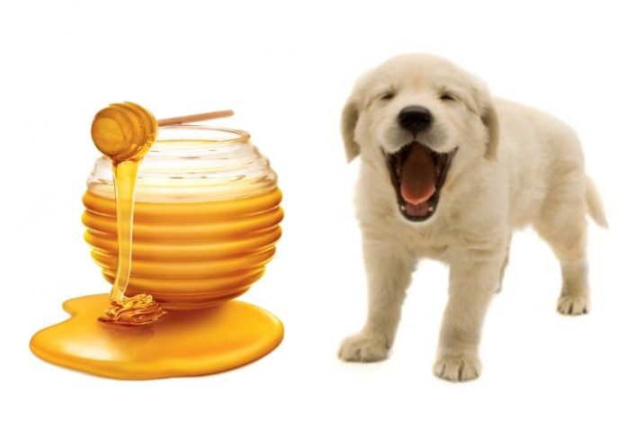 Can dogs eat honey