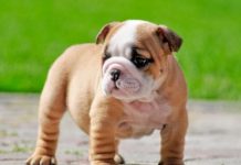 Exclusive Interview About English Bulldog with Mr. Rahul Vashisth English Bulldog