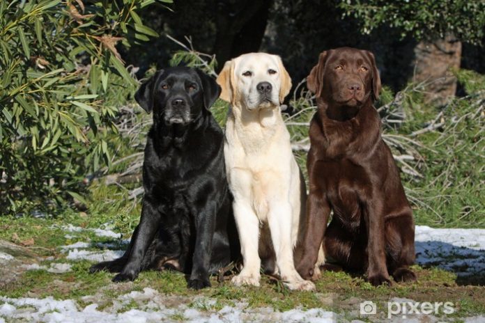 Labradors Aggressive