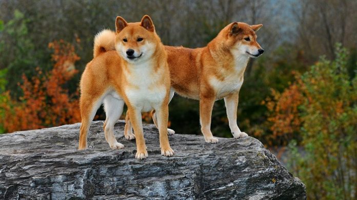 Shiba Inu