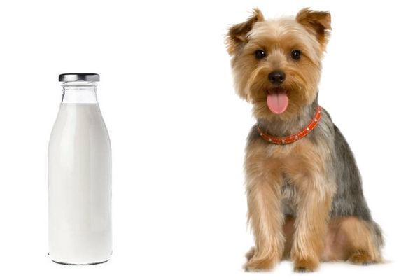 Can dog drink milk