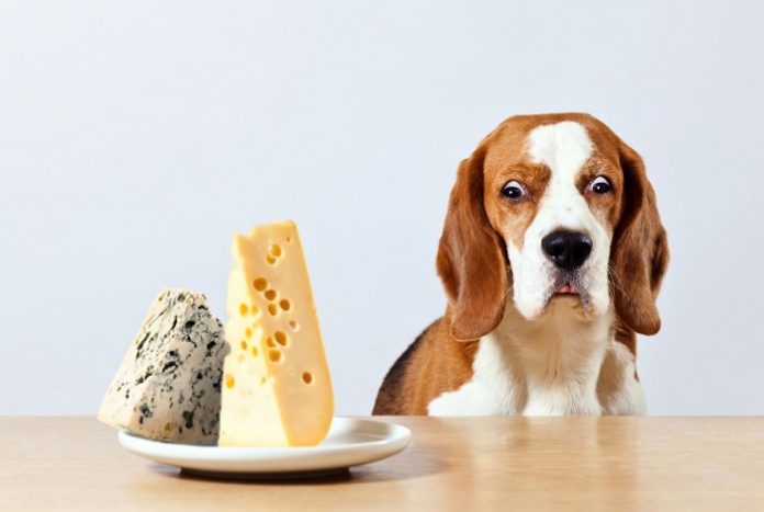 Can Dogs Eat Cheese