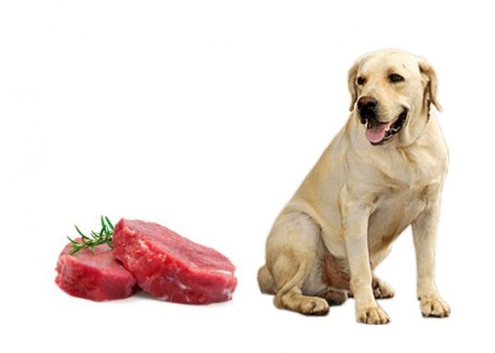 dogs eat horse meat