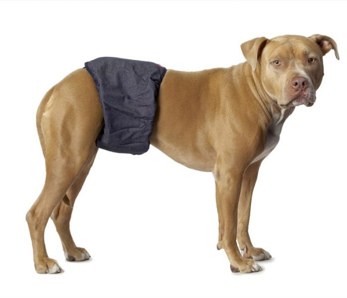 dog diapers