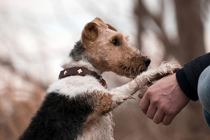 dogs raise paws