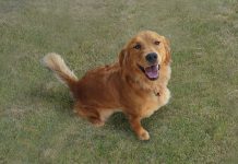 15 Amazing Reasons to Be a Friend Witha a Golden Retriever! Shy Dog