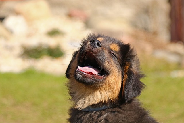 Stomatitis in dogs