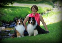 Exclusive Interview about Shetland Sheepdog with Ms. Cassandra Armsworthy sheltie shetland sheepdog