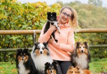 Exclusive Interview About Shetland Sheepdog with Ms. Martina Ossola sheltie shetland sheepdog