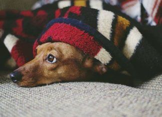 Von Willebrand's Disease in Dogs