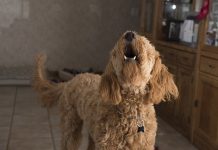 Why do some dogs bark too much? dog barking Guests