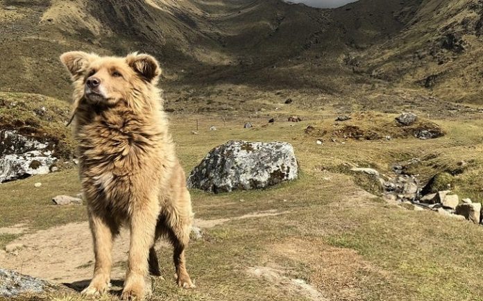 Dog Breeds Latin America