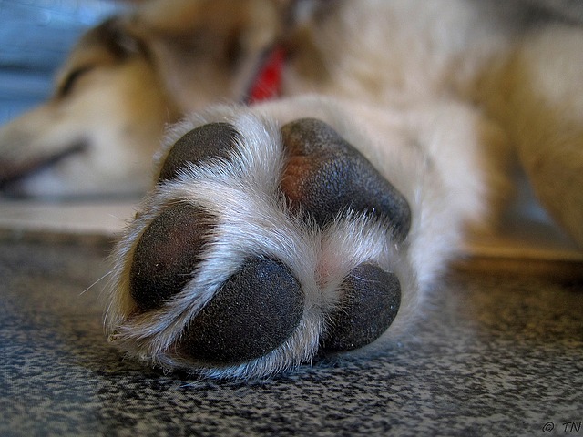 Swollen paw in dogs