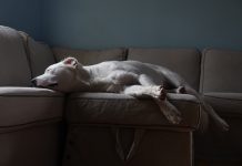 Everything You Need to Know About Sleep Disorders in Dogs