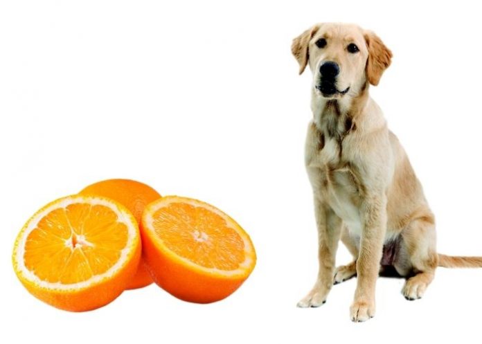 dogs eat oranges