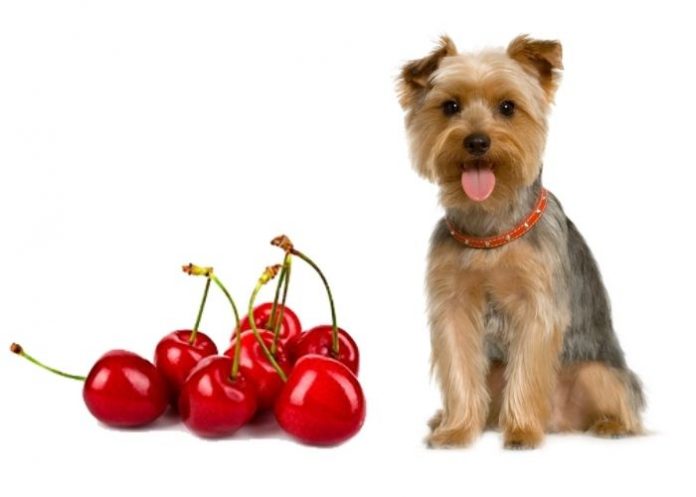 Dogs eat Cherries