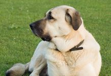 Anatolian Shepherd Dog