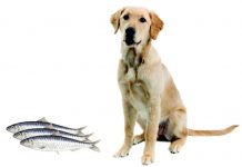 Can Dogs Eat Sardines?